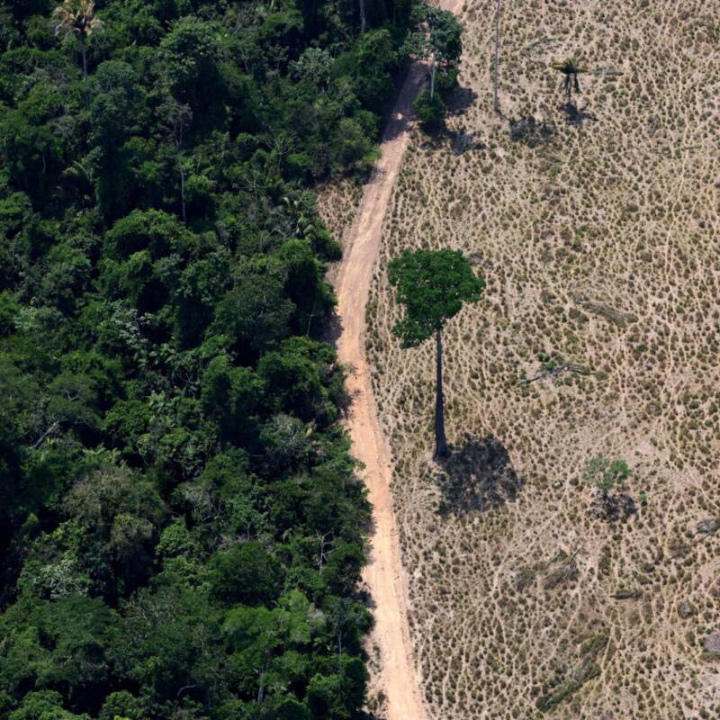Un árbol se encuentra en una zona deforestada en Marabá, estado de Pará, Brasil, el 11 de septiembre de 2025. REUTERS/Amanda Perobelli