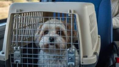 Argentina permitió que las mascotas viajen en trenes y colectivos de larga distancia