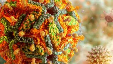 Crearon un mapa molecular y en 3D del virus de la fiebre amarilla