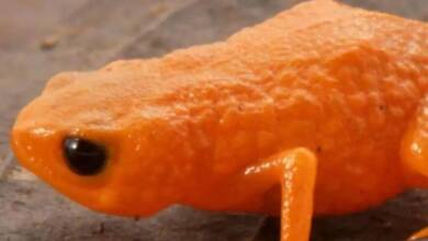 Descubrieron en Brasil un diminuto sapo naranja nunca antes registrado
