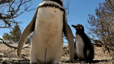 El CONICET lanza un nuevo streaming para ver pingüinos en Argentina
