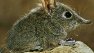 La musaraña fue declarada extinta en Australia
