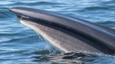 Las ballenas Sei volvieron al mar argentino después de casi 100 años
