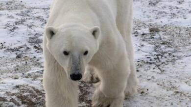 Los osos polares en Groenlandia mutan su ADN frente al deshielo del Ártico