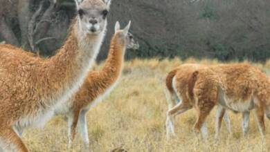 Tras 110 años, volvieron los guanacos a un parque nacional argentino