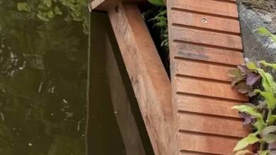 Ámsterdam instaló escaleras para gatos en los canales