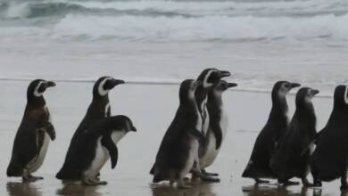 Convocan voluntarios para rescatar y cuidar pingüinos varados en playas argentinas