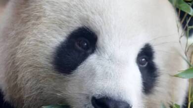 El oso panda salió de la lista de especies en peligro de extinción