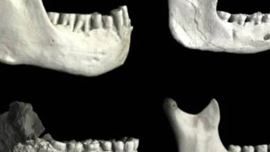 Encontraron fósiles humanos en Marruecos