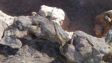 Encontraron una nueva especie de dinosaurio en el sur argentino