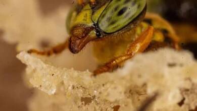 Las abejas sin aguijón del Amazonas obtuvieron derechos legales
