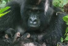 Nacieron gorilas de montaña gemelos en un Parque Nacional