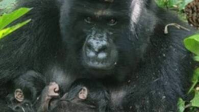 Nacieron gorilas de montaña gemelos en un Parque Nacional