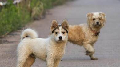 Países Bajos es el primer país del mundo sin perros callejeros