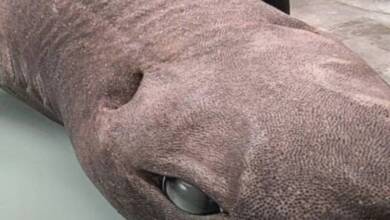 Sorprendente hallazgo: aparició un tiburón foca varado en una playa de España