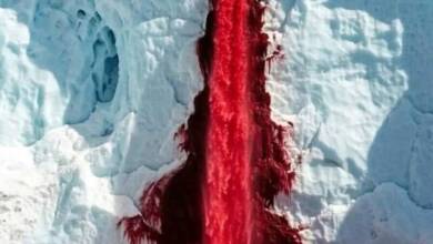 Cascada de sangre en la Antártida: qué es y por qué el hielo se tiñe de rojo
