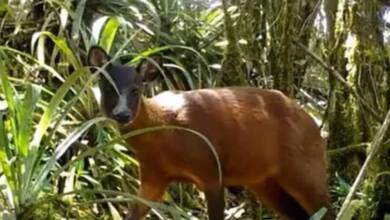 Descubrieron un nuevo género de venado en Sudamérica