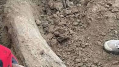 Encontraron el colmillo de un mastodonte de 100 mil años en Argentina