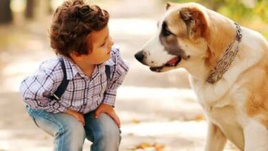 Francia impulsa un plan escolar para fomentar el cuidado animal