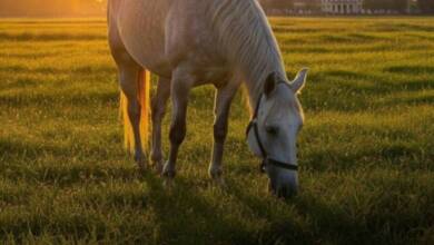 Italia busca prohibir la carne de caballo