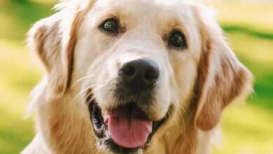 La edad de los perros no se mide en “siete años humanos”: qué dice la ciencia