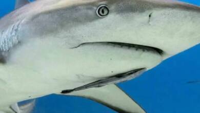 Panamá suspendió la exportación de tiburones y rayas para su protección