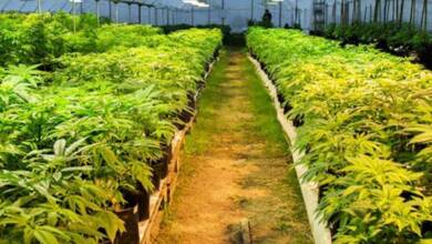 Uruguay busca habilitar la venta de cannabis regulado a turistas