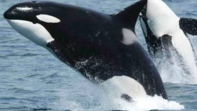Orcas en la isla de Bering: ¿un indicio de canibalismo entre depredadores marinos?