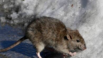 El frío extremo en Nueva York redujo la cantidad de ratas en la ciudad