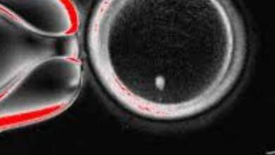 Crean óvulos humanos posiblemente fecundables con células de la piel