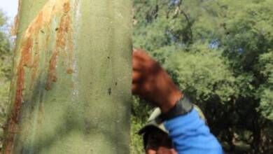 De la resina del árbol de brea a la industria alimentaria: el innovador proyecto del interior argentino