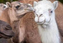 Descubrieron 20 camellos con bótox que participaban de un concurso de belleza