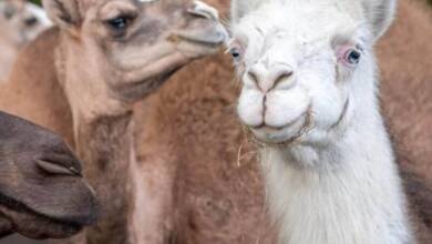 Descubrieron 20 camellos con bótox que participaban de un concurso de belleza