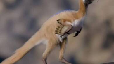 Descubrieron en Argentina restos de un dinosaurio diminuto