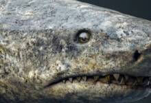 Encontraron en el Ártico un tiburón que podría tener casi 400 años