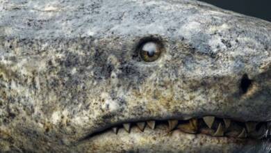 Encontraron en el Ártico un tiburón que podría tener casi 400 años