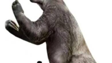 Encuentran restos de un perezoso gigante prehistórico en un lago argentino