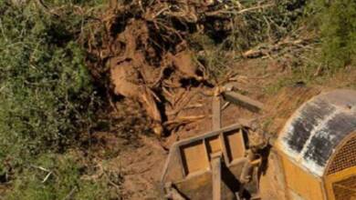 La deforestación se dispara en Argentina y pone en jaque a los bosques nativos