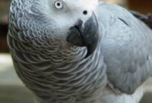 Murió Einstein, el loro gris africano que asombró al mundo por su capacidad de hablar