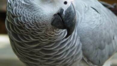 Murió Einstein, el loro gris africano que asombró al mundo por su capacidad de hablar