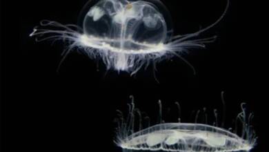 Por primera vez, detectaron medusas de agua dulce en un parque argentino