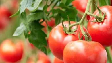 Una IA cultivó un tomate durante más de 100 días sin intervención humana