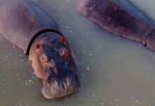 Colombia sacrificará a los hipopótamos de Pablo Escobar por su expansión descontrolada