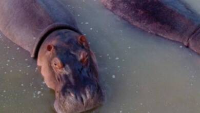 Colombia sacrificará a los hipopótamos de Pablo Escobar por su expansión descontrolada