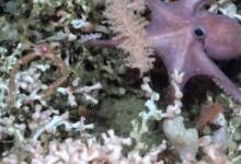 Encontraron en Argentina, el arrecife más grande del mundo