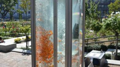 Japón convierte viejos teléfonos públicos en refugios de peces dorados