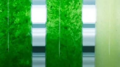 Crean biodiésel a partir de algas y conchas de ostras