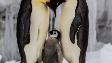 Declararon al pingüino emperador como especie en peligro de extinción