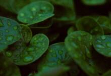 Descubrieron que las semillas germinan más rápido al "escuchar" la lluvia