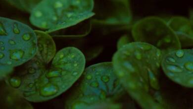 Descubrieron que las semillas germinan más rápido al "escuchar" la lluvia